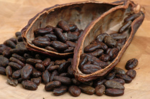 Roasted Cacao Beans
